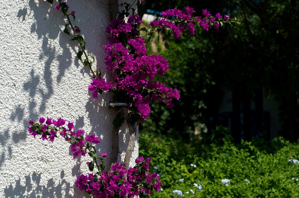 imagini hotel BODRUM HOLIDAY RESORT